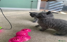 British Shorthair cats for sale: British Blue Shorthair  - Image 9