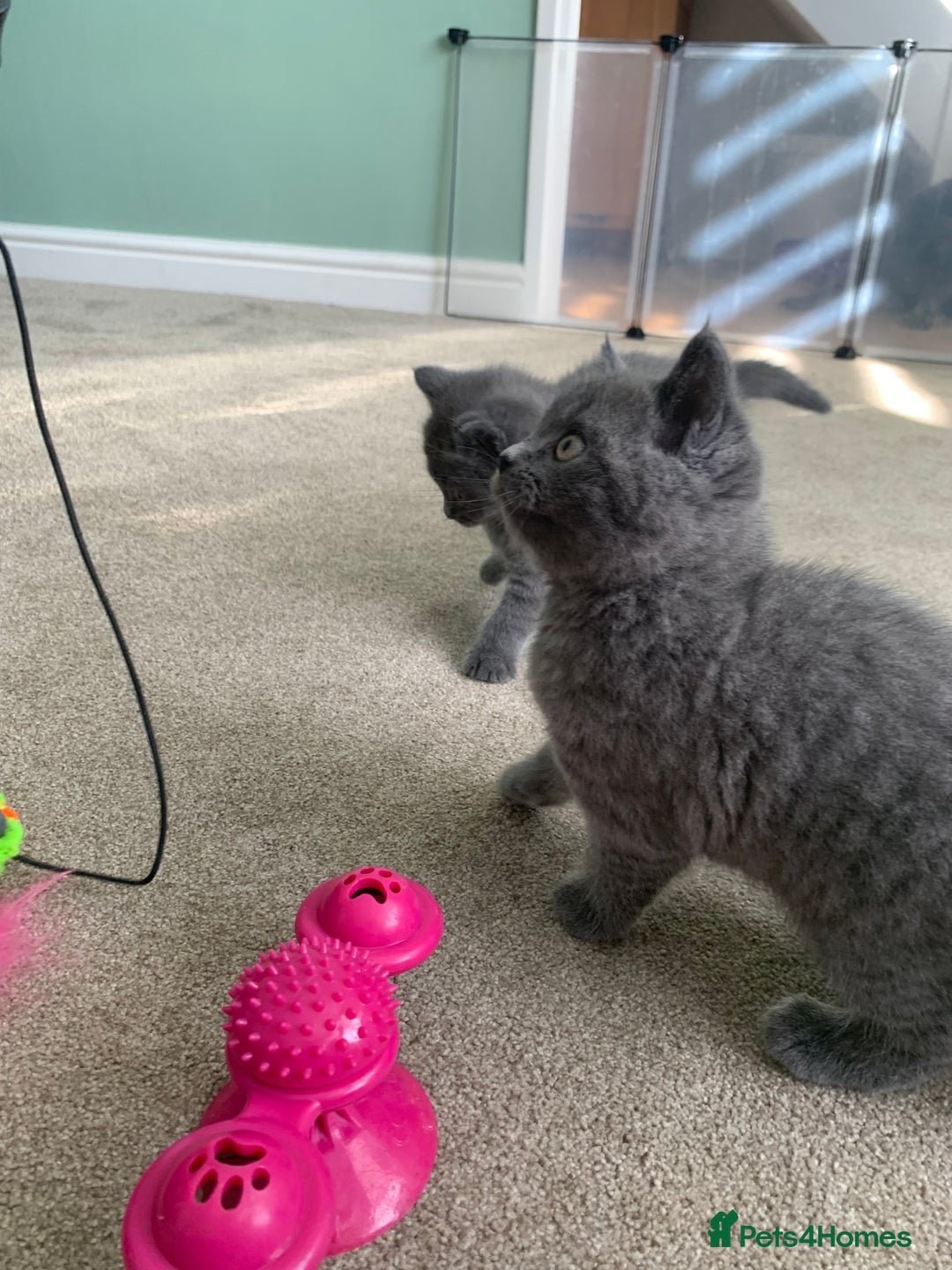 British Shorthair cats for sale: British Blue Shorthair  - Image 9