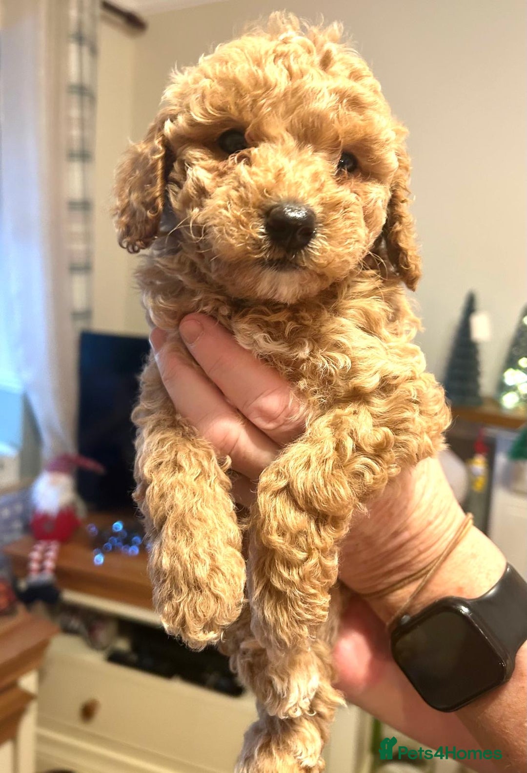 Poodle dogs for sale: Adorable Poodle puppies - Advert 5