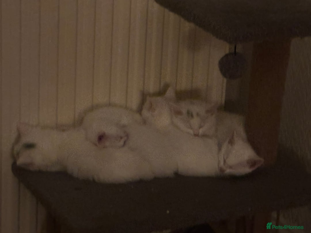 Mixed Breed cats for sale: 7 white kittens READY ASAP - Advert 8
