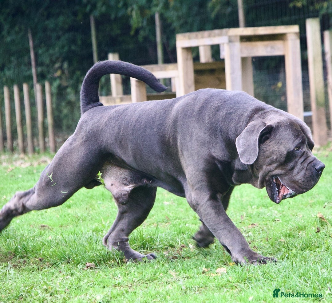 Boerboel dogs for stud: Imperial Health Tested & Champion Stud in Eastleigh - Image 36