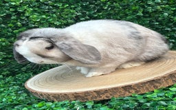 Mini Lop rabbits for sale: Mini lop babies 🌟 in Hartlepool - Image 23