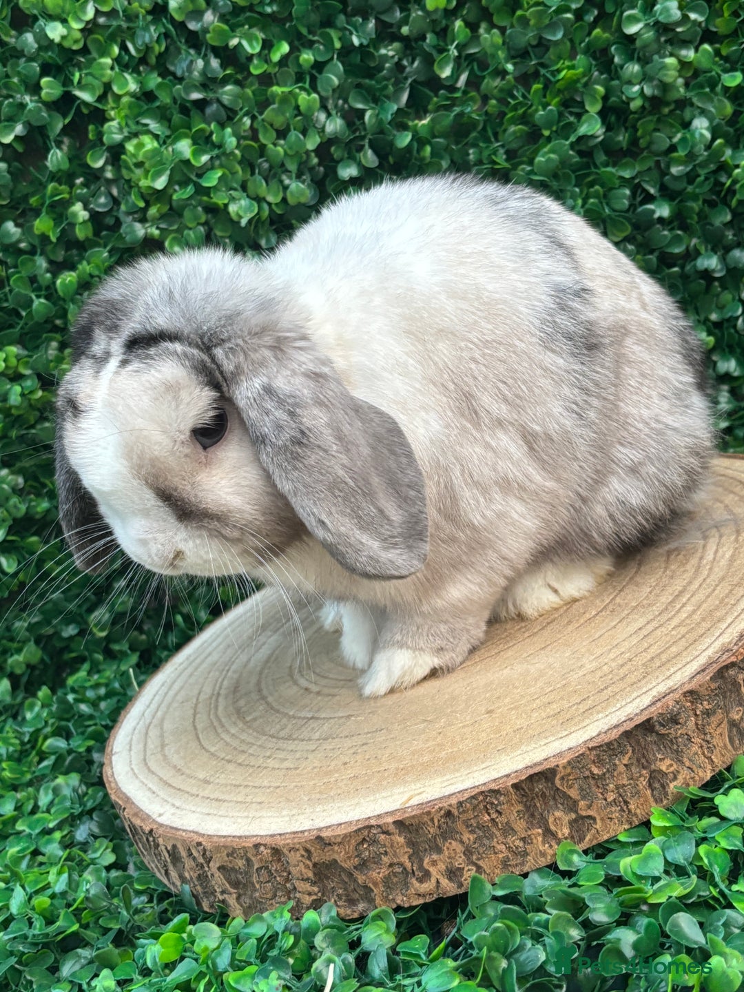 Mini Lop rabbits for sale: Mini lop babies 🌟 in Hartlepool - Image 23