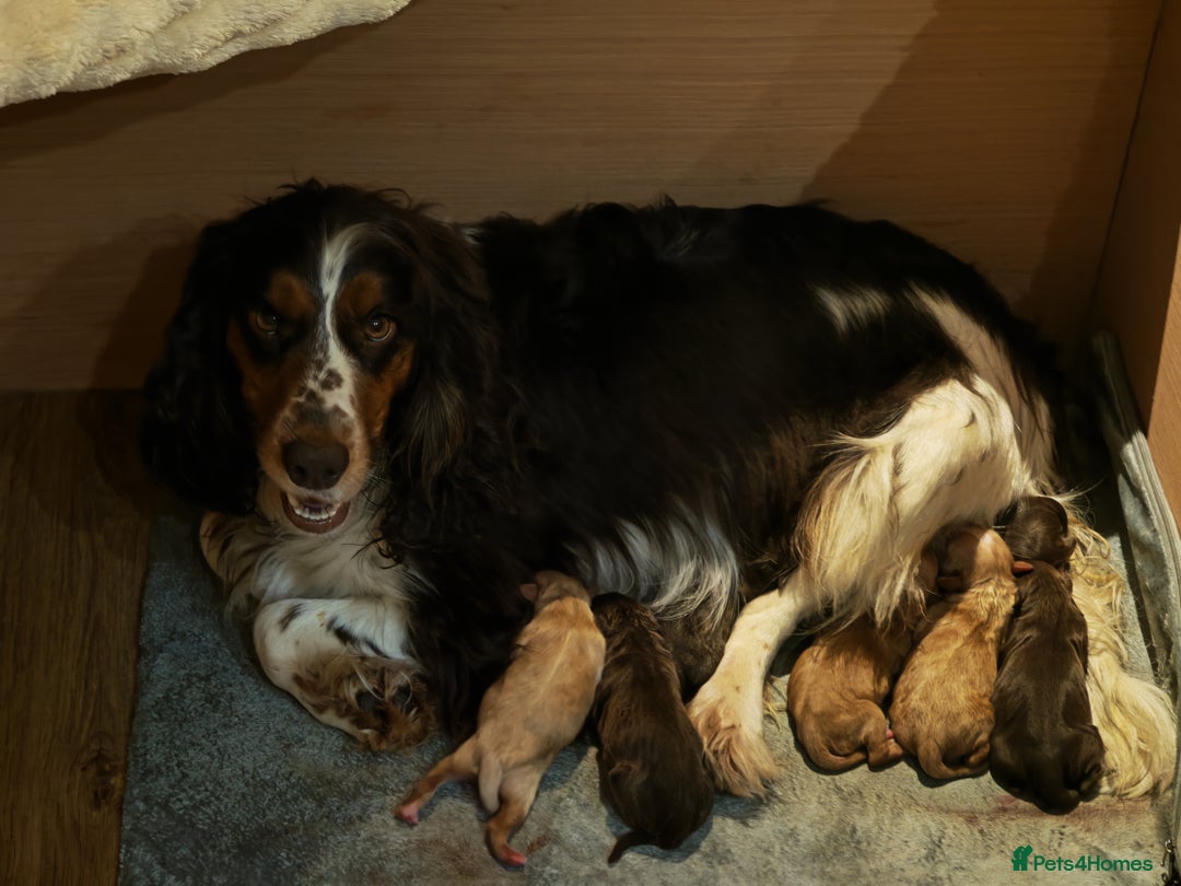 Cockapoo dogs for sale: Cockapoos F1 DNA Health tested patents - Advert 2