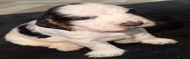 Cocker Spaniel 2