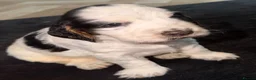 Cocker Spaniel dogs for sale: Beautiful show cocker spaniel puppy’s for sale  in Liverpool - Advert 10