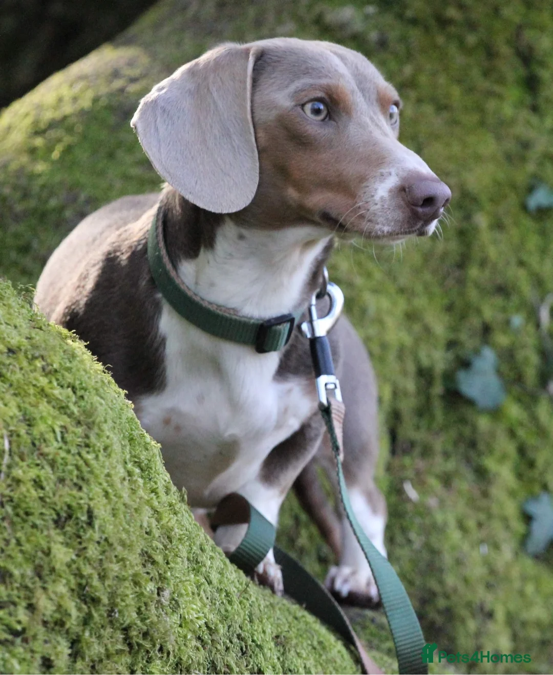 Dachshund dogs for stud: “LOS ANGELES” QUALITY MINIATURE DACHSHUND STUD in Pontyclun - Advert 8