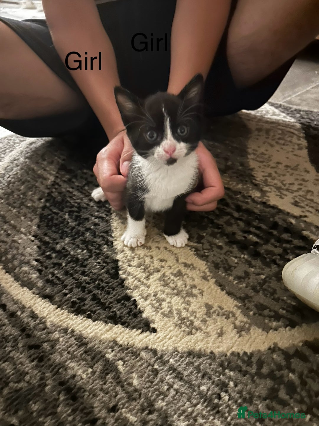 Mixed Breed cats for sale: Beautiful kittens - Image 5