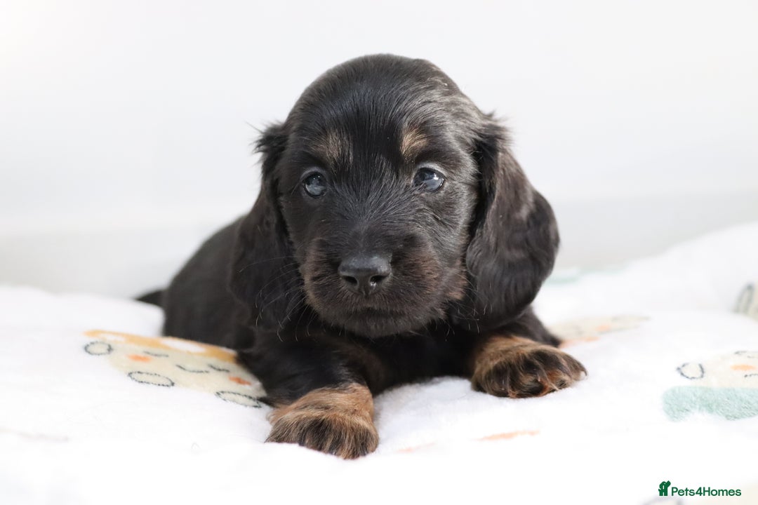Miniature Dachshund dogs for sale: Ready now miniature long haired dachshunds in Stowmarket - Image 25