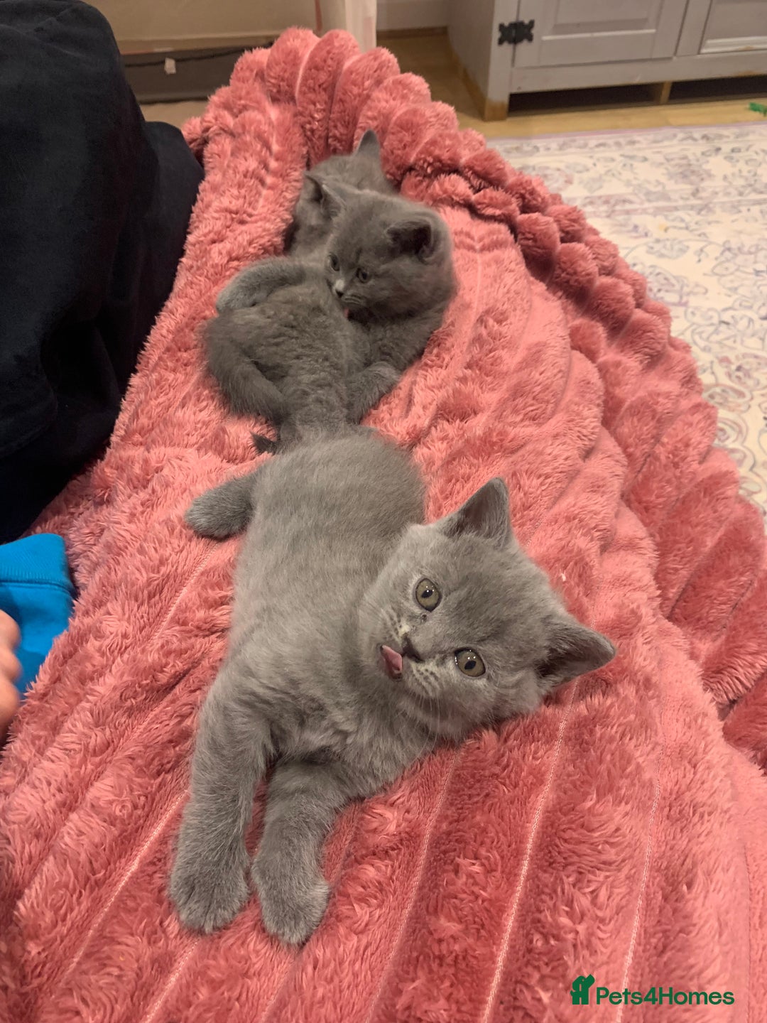 British Shorthair cats for sale: British shorthair - Advert 4