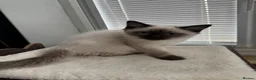 Ragdoll cats for sale: GCCF REG RAGDOLL KITTENS LILAC CHOC SEAL  - Advert 14