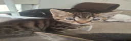 Mixed Breed cats for sale: 7 Beautiful Kittens for Sale - Advert 3