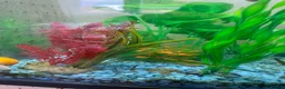 Live Bearers fish for sale: 2 batches of guppies - Advert 4