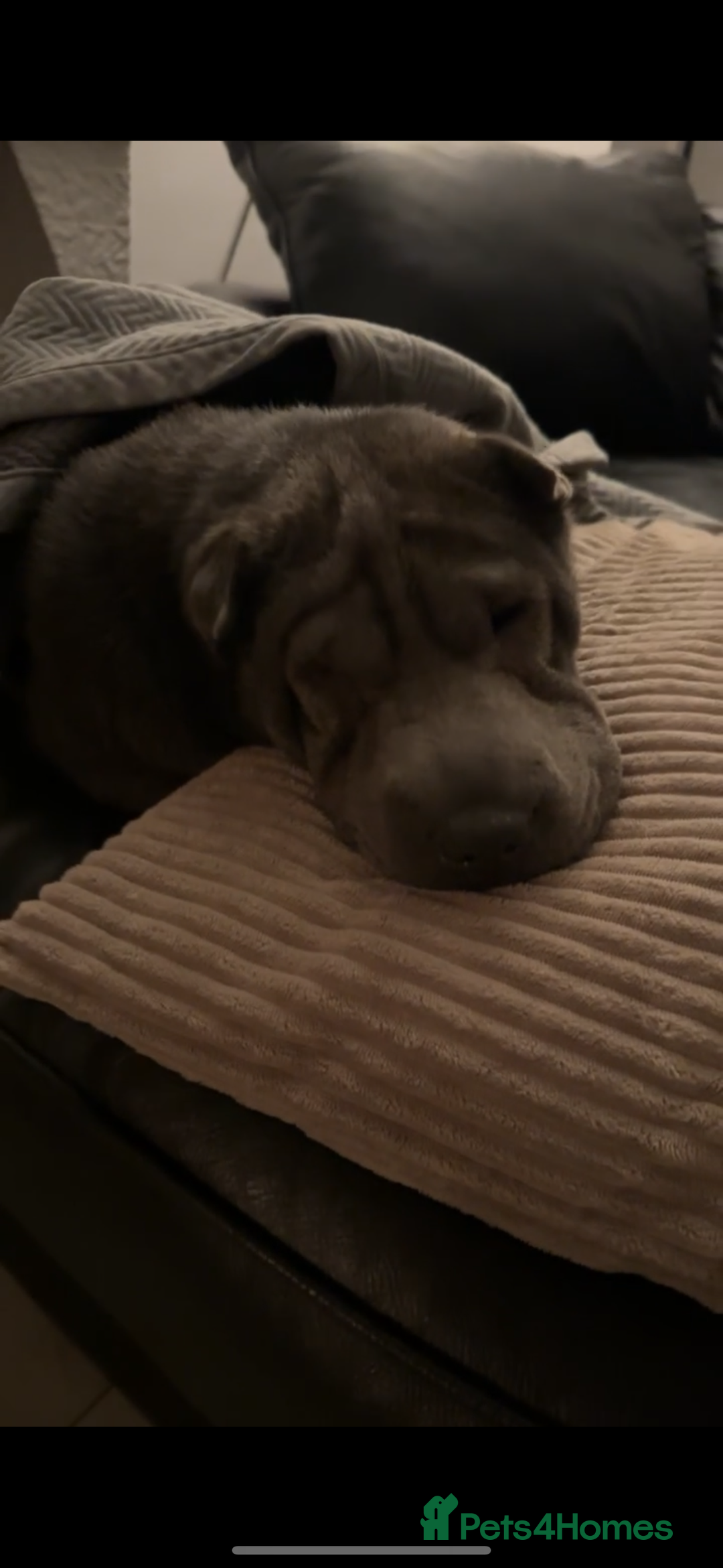 Shar Pei dogs for sale: Stunning litter of kc reg Shar Pei puppies  - Image 16