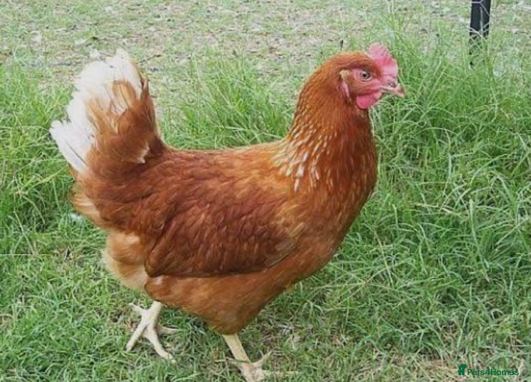 Chickens poultry for sale: 1 cockeral, 2 hens. - Advert 2