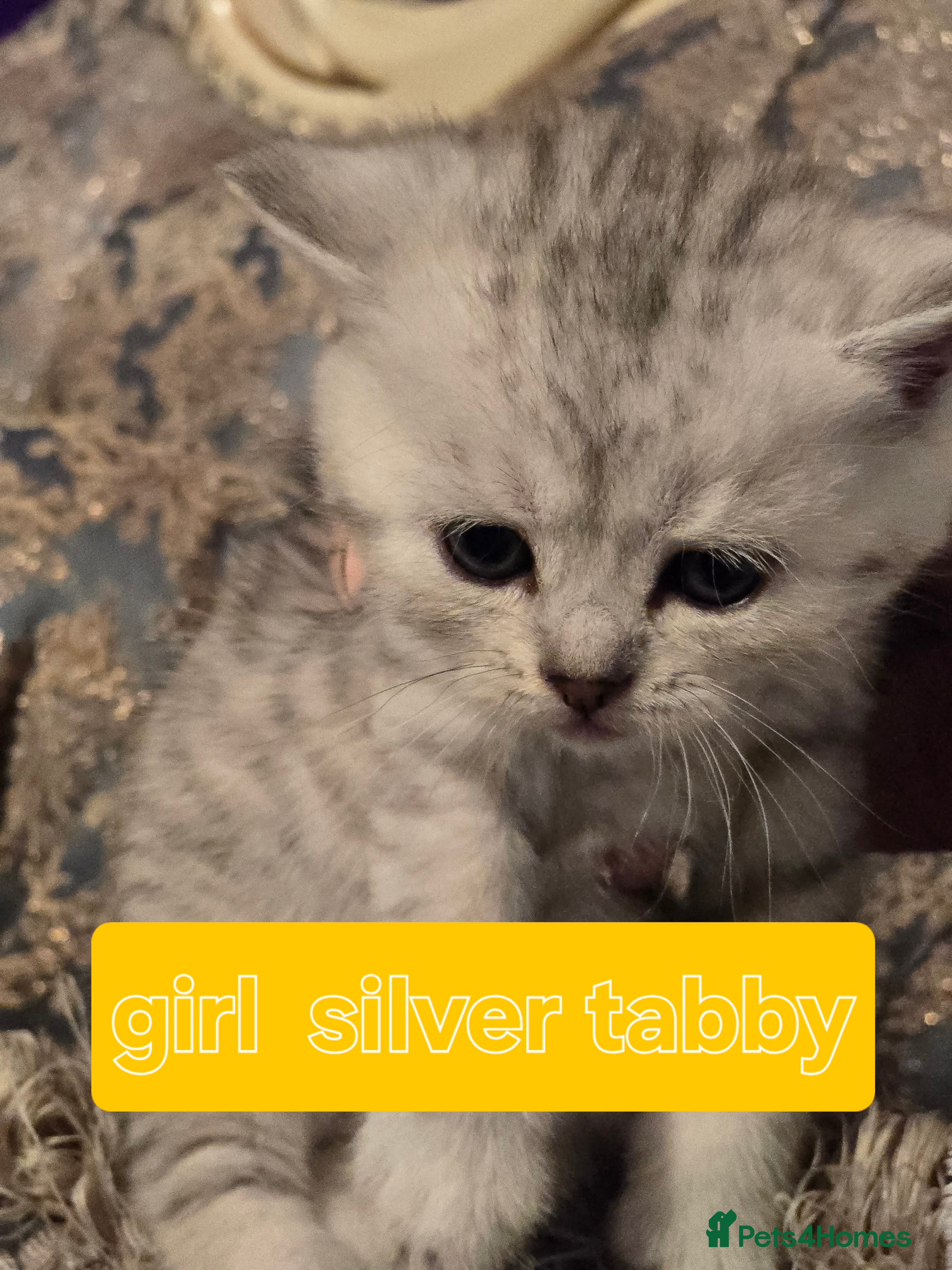 British Shorthair cats 🥰Rare colours of British kittens, reservations🤩 - Advert 15