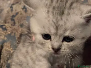 British Shorthair cats 🥰Rare colours of British kittens, reservations🤩 - Advert 14