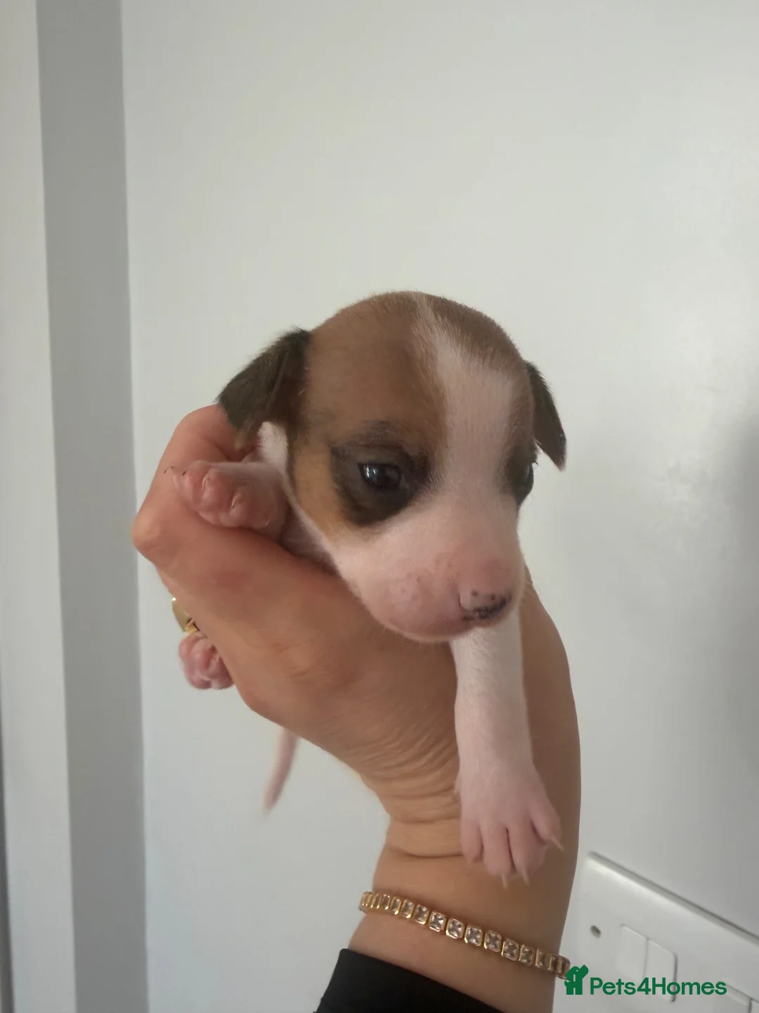 Jack Russell dogs for sale: Jack Russell - Advert 2