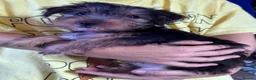Yorkshire Terrier dogs for sale: Yorkshire Terrier Puppies 10 Weeks  - Advert 16
