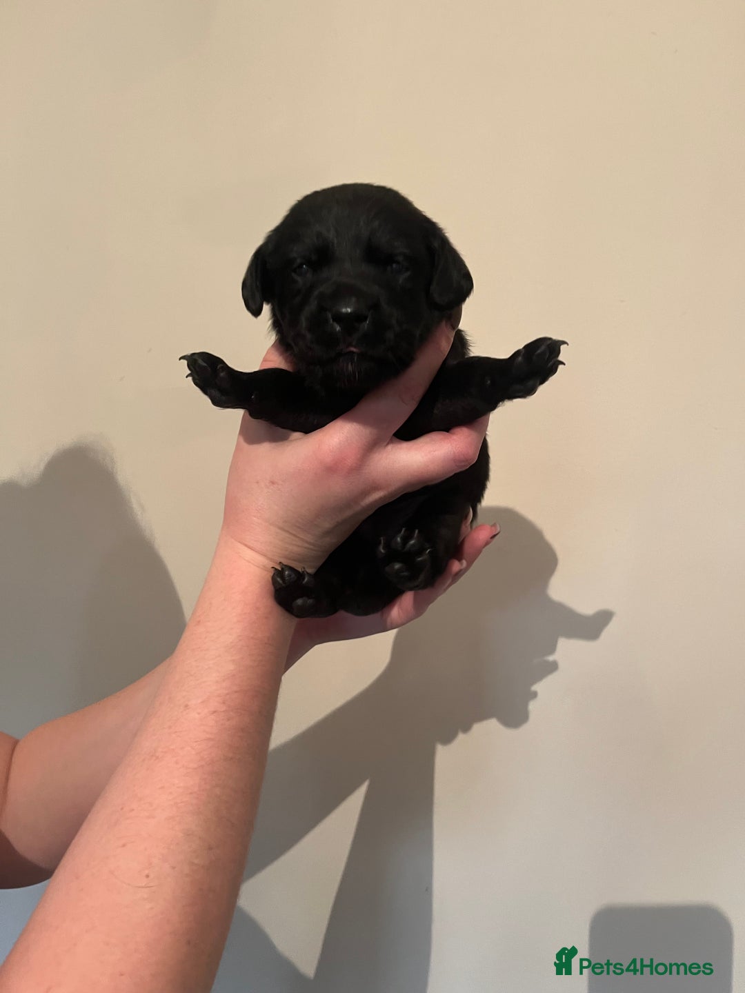 Labrador Retriever dogs for sale: Labrador Puppies - Advert 28