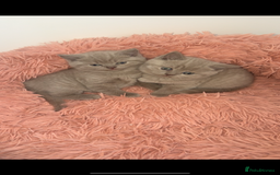 British Shorthair cats for sale: Lilac Male British Shorthair for Sale - Advert 2