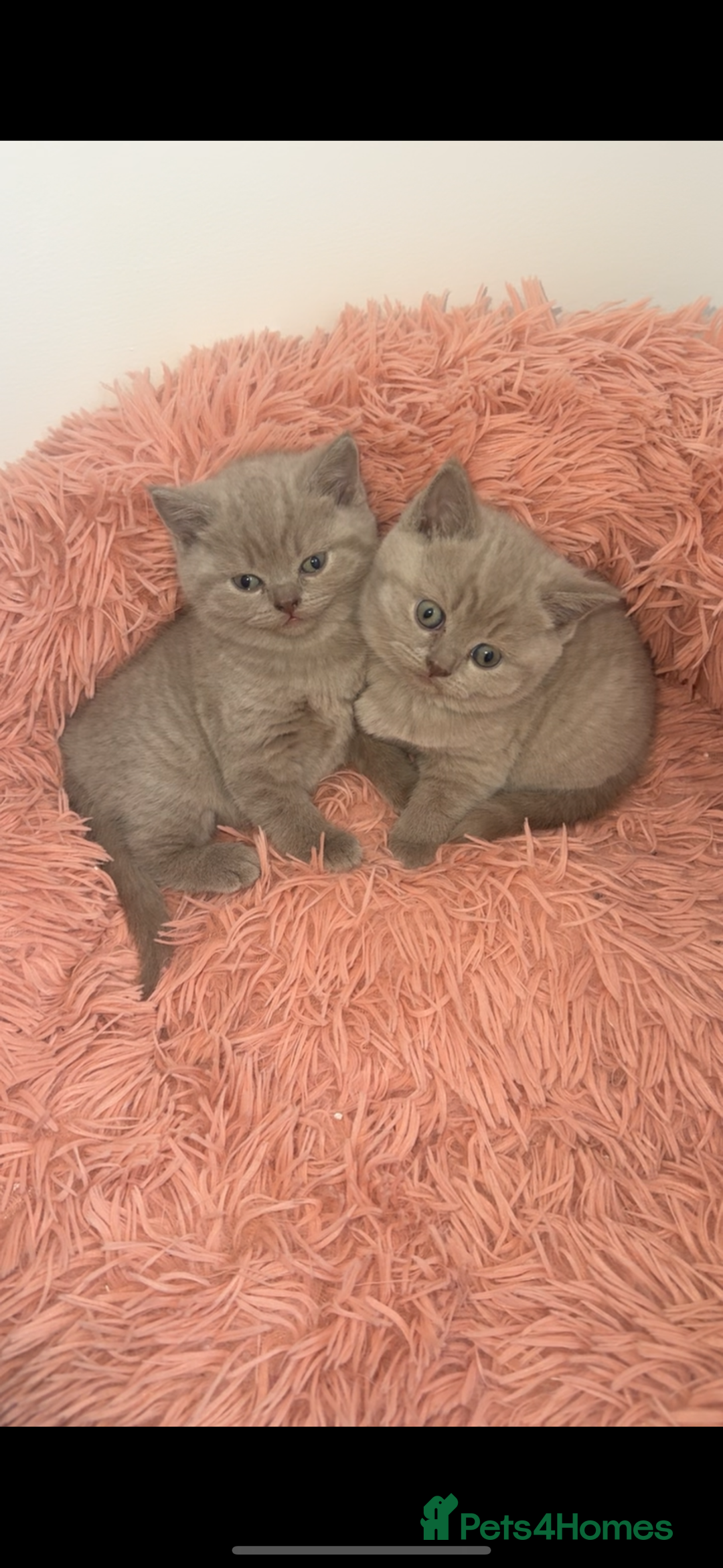 British Shorthair cats for sale: Lilac Male British Shorthair for Sale - Advert 2