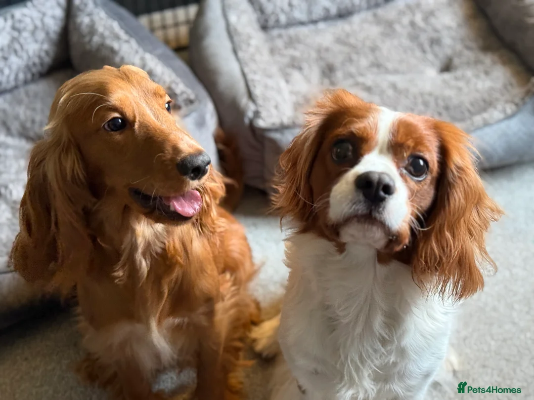 Cavalier King Charles Spaniel dogs for stud: Beautiful Cavalier King Charles Spaniel Stud - Advert 2