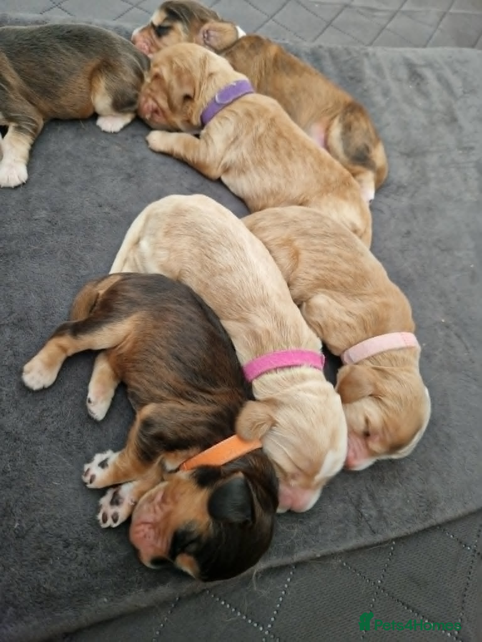 Cocker Spaniel dogs Show Cocker Spaniel Puppies- Champion Lineage🏆🐾 - Advert 2