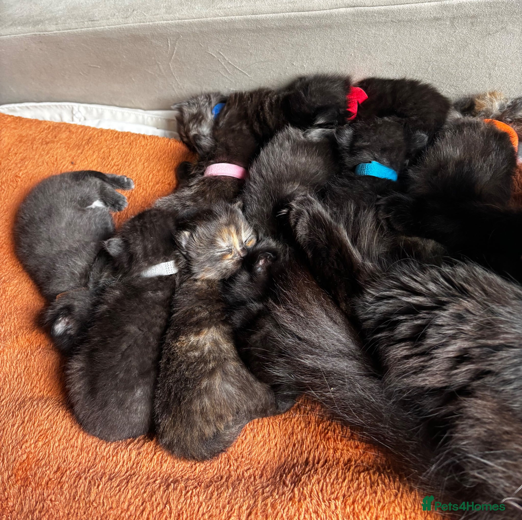 Mixed Breed cats Beautiful litter of fluffy kittens  - Advert 9