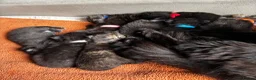Mixed Breed cats for sale: Beautiful litter of fluffy kittens  - Advert 1