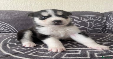 Siberian Husky dogs - Advert 16