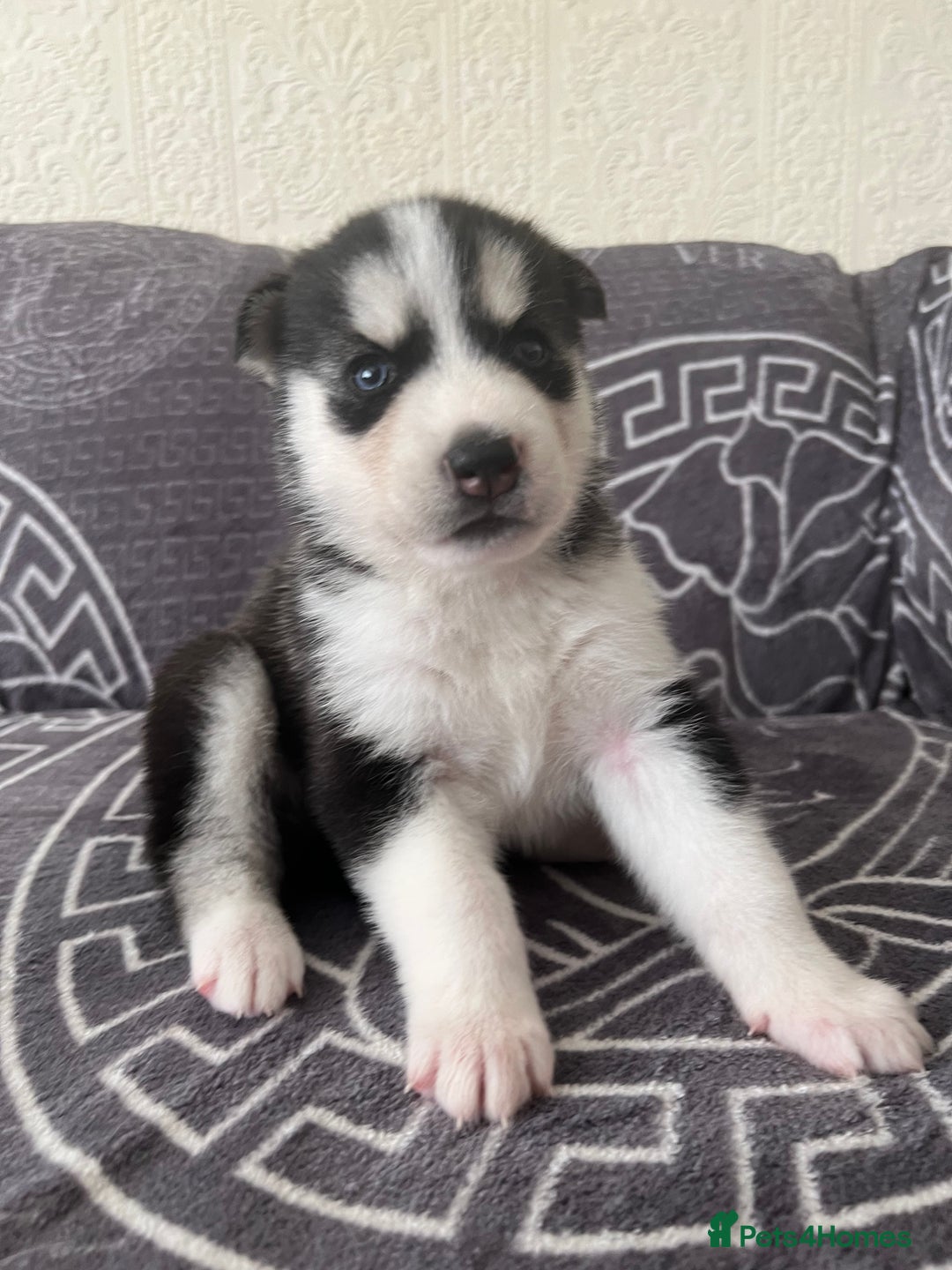 Siberian Husky dogs for sale: full-breed Siberian Husky Puppies  - Image 2
