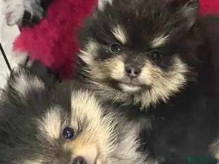 Pomeranian dogs Kc reg stunning pomeranian puppies - Advert 15