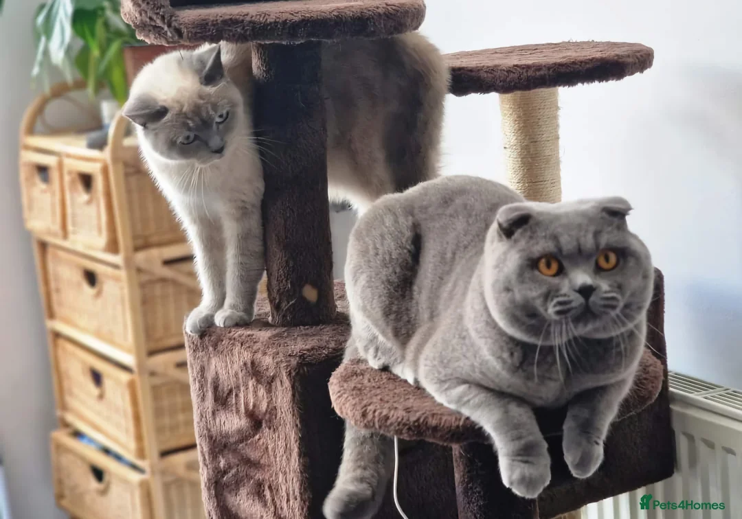 Scottish Fold cats for stud: Scottish Fold Stud  in London - Advert 3