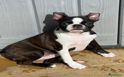 Boston Terrier dogs for sale: Female Boston Terrier - Image 7