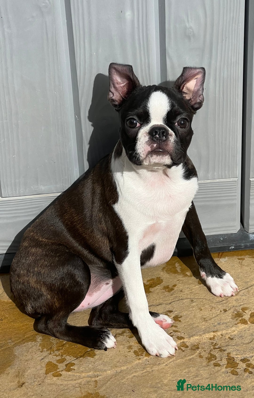Boston Terrier dogs for sale: Female Boston Terrier - Image 7
