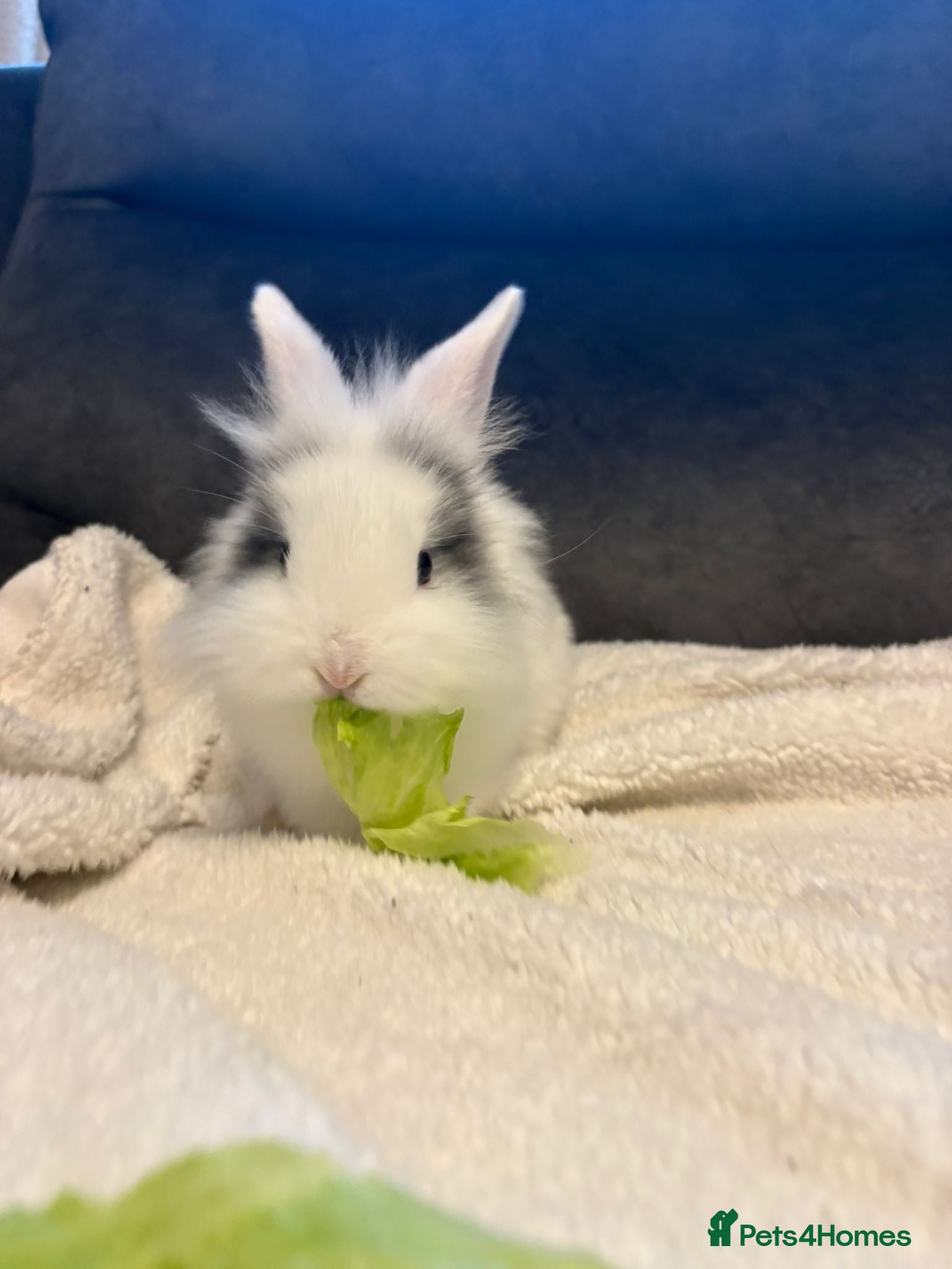 Mixed Breed rabbits Lionhead x Rex bunnies available  - Advert 2