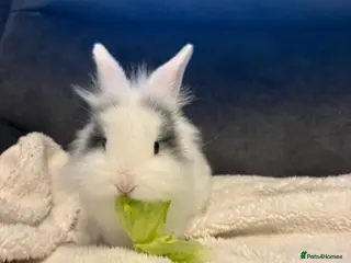 Mixed Breed rabbits Lionhead x Rex bunnies available - Advert 1
