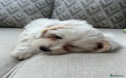 Cavachon dogs for sale: 2 Adorable boys ready for their forever homes 🐾 - Image 15