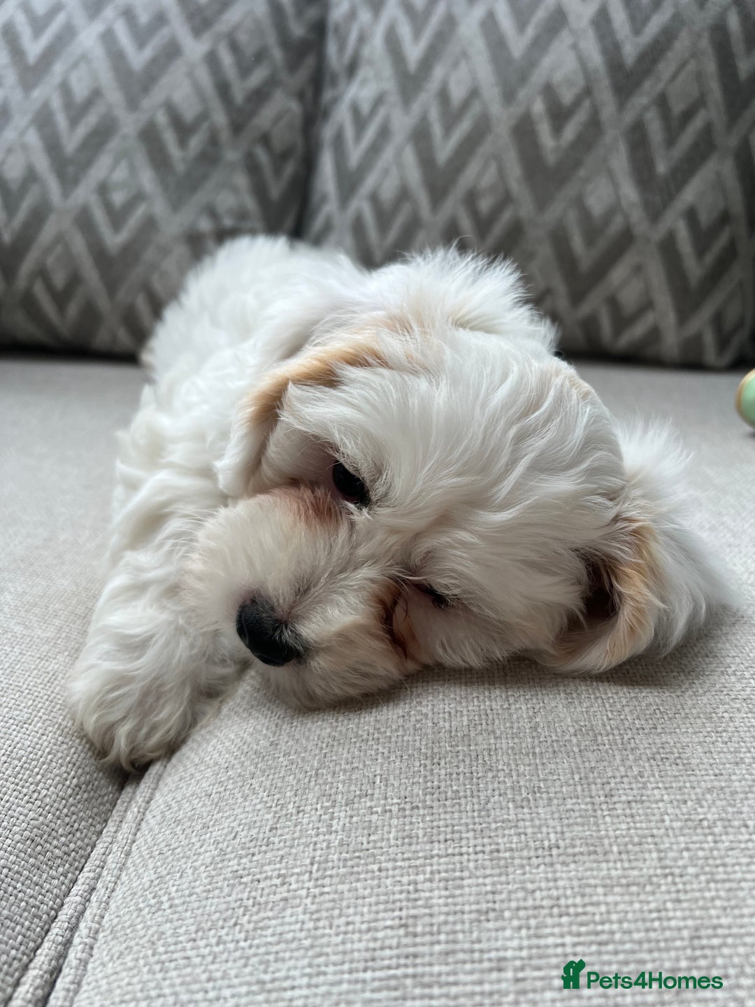 Cavachon dogs for sale: 2 Adorable boys ready for their forever homes 🐾 - Image 15