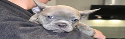 French Bulldog dogs for sale: 💙🐶French Bulldog Puppies💙🐶 - Advert 6