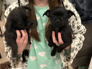 Mixed Breed dogs Malchi pups available - Advert 17