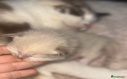 Ragdoll cats for sale: Tortie flame mink sepia tica  - Image 29