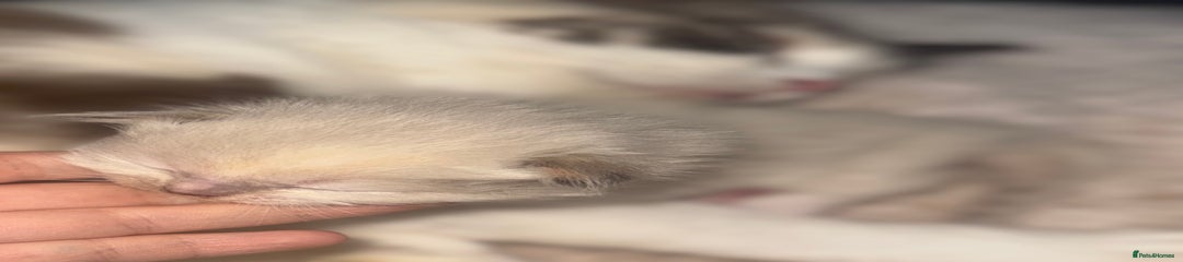 Ragdoll Kitten 7