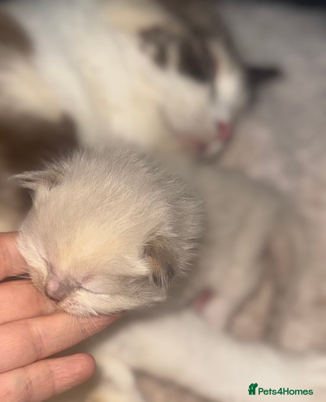 Ragdoll cats for sale: Tortie flame mink sepia tica  - Image 29