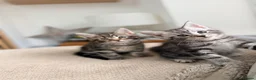 Maine Coon cats for sale: Gorgeous Maine Coon Kittens Ready Soon 🐾 - Advert 11