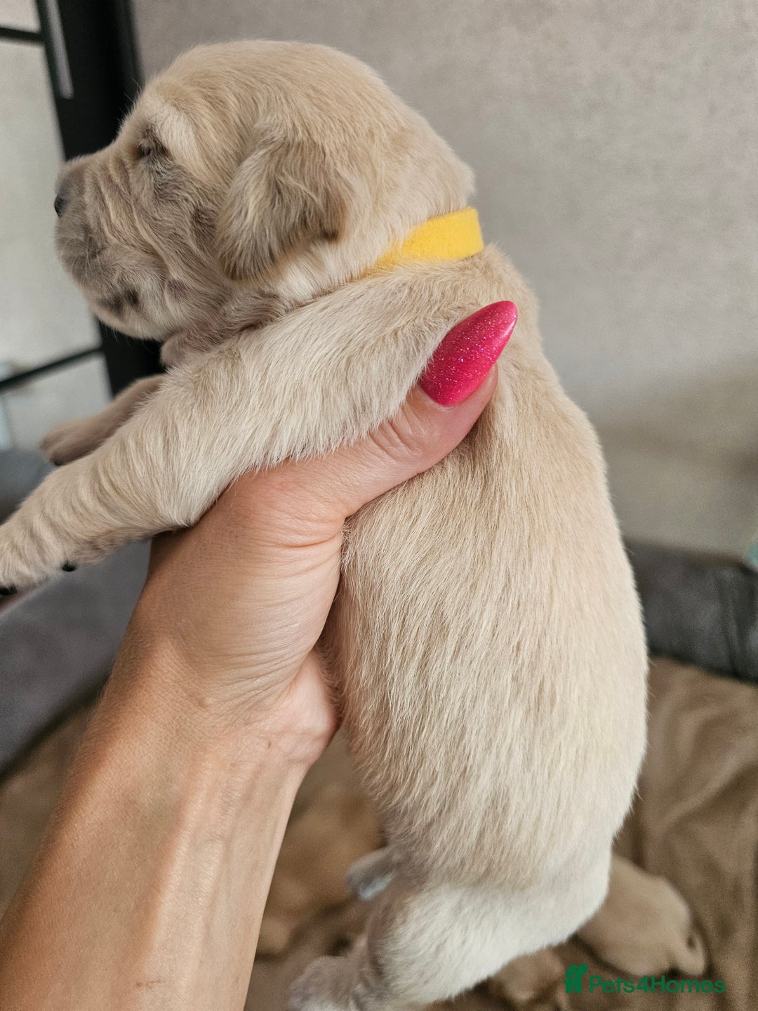 Golden Retriever dogs for sale: Lovely Golden Retriever puppies ❤️  - Image 18