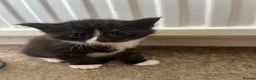 Maine Coon cats for sale: Maine coon cross kittens in Melksham - Advert 13