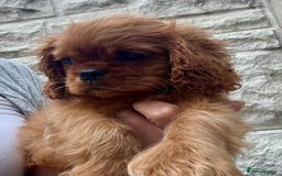 Cavalier King Charles Spaniel dogs for sale: Ready now cavalier King Charles spaniel  - Image 2