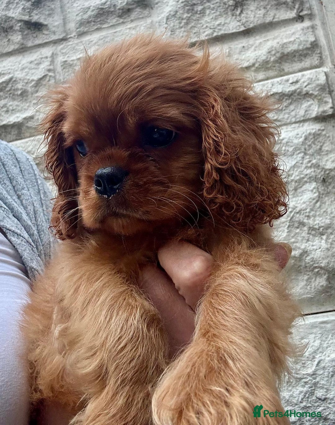 Cavalier King Charles Spaniel dogs for sale: Ready now cavalier King Charles spaniel  - Image 2